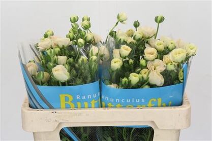 Ran Butterfly Keramo