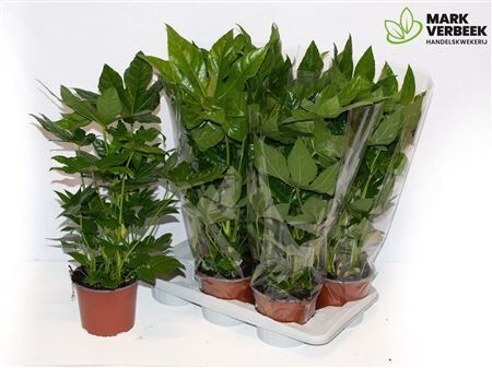 Fatsia Japonica