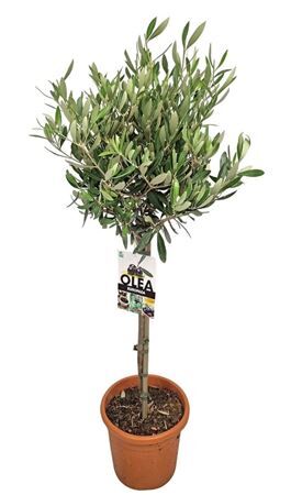 Olea Europaea Stam