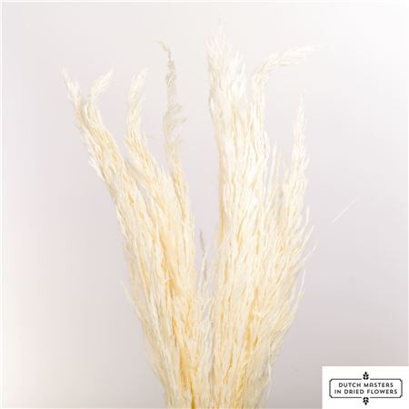 Dried Pampas Gras Bleached P Stem