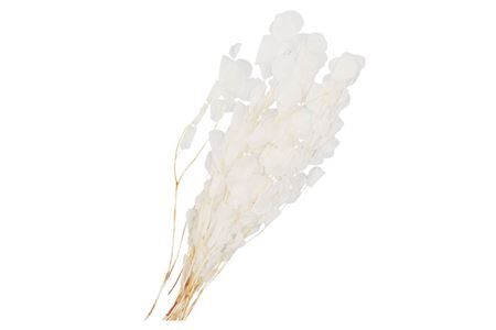 Dry Bleached Eucalyptus Populus Prepared 70x5cm