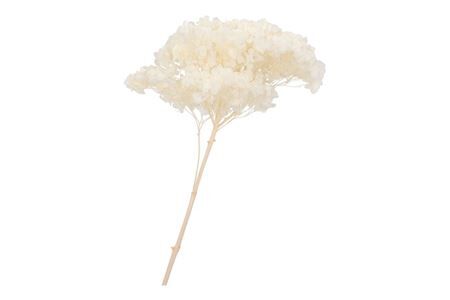 Dry Bleached Hortensia Prepared 7x33cm