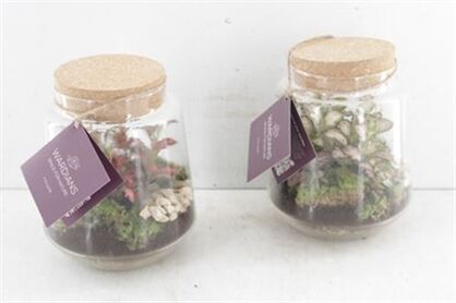 Arr3 Wa Terrarium Mercurius Medium X3