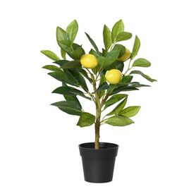 Lemon tree 43cm