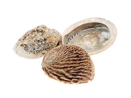 Shell Abalone 14/16cm 3pcs