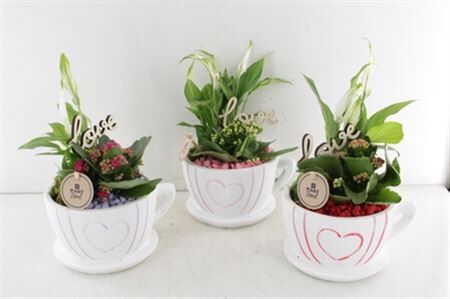 Arr2 Pl Kop & Schotel Hart - Mix