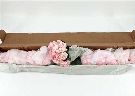 Hydr M Pink Absorbed 65cm X12