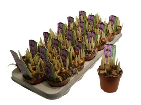 Crocus Vernus Pickwick