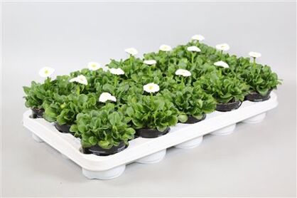 Bellis Speed Star Wit