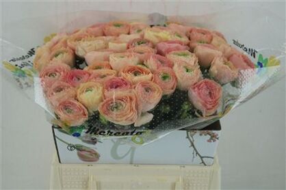 Ran Cloni Ex Touareg Pastel