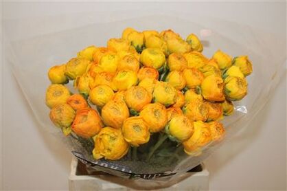 Ran Cloni Ex Sunrise