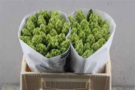 Hyacinthus Orientalis 'china White'