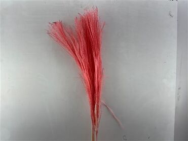 Dried Silvergrassl Cerise 5pc Bunch Slv