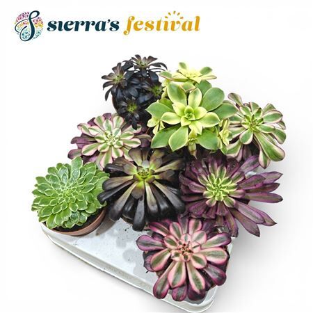 Aeonium Gemengd
