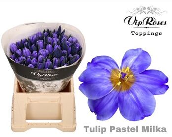 Tu En A Pastel Milka