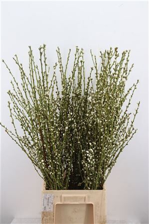 Perzikbloesem Long Double White P Bunch