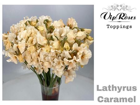 Lathyr Caramel