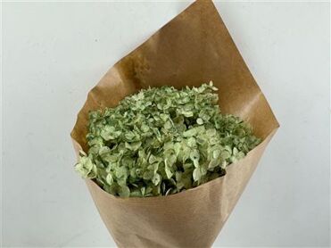Pres Hydrangea Soft Green Bunch