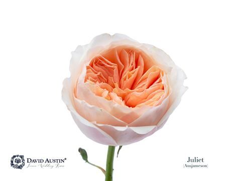 Rosa David Austin Juliet