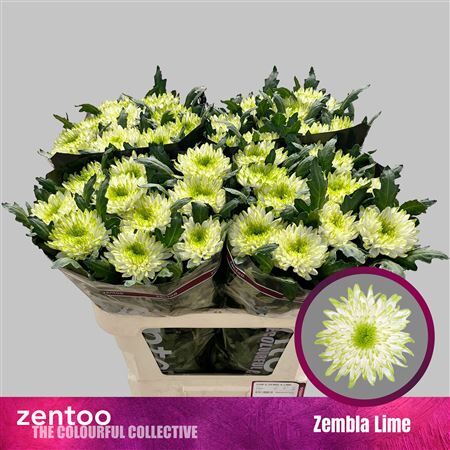 Chr G Zembla Lime
