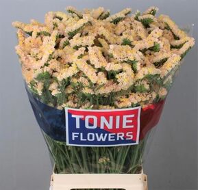 Lim S Glow Sun Birds