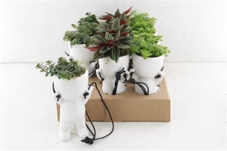 Arr3 Sn Hanging Dude Plant Mix