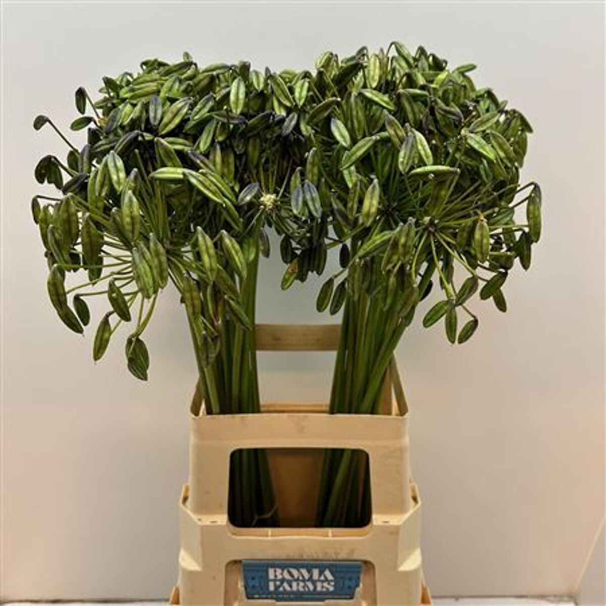 Agap Berries | Van der Plas