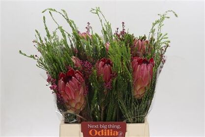 Bq Protea Silvia Sfb