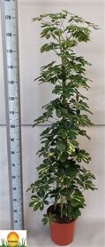 Schefflera Gold Capella