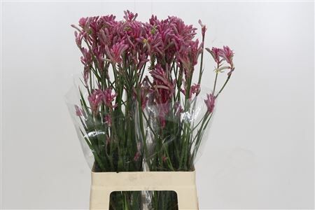 Anigozanthos Mini Pearl