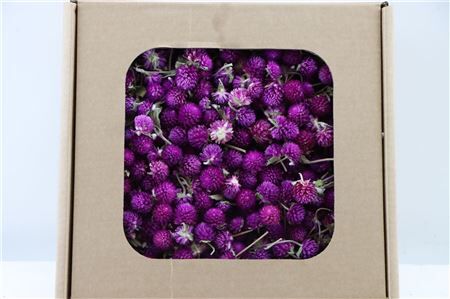 Dried Gomphrena Heads Lilac