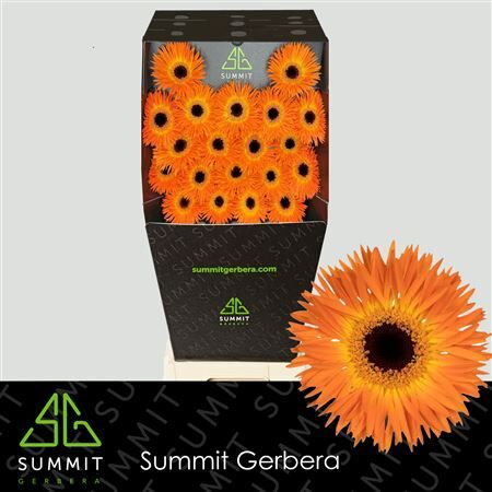 Ge Ms Leroy+ Diamond