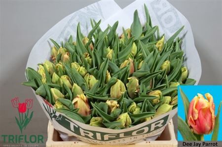 Tu Pa Dee Jay Parrot