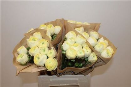 Ran Cloni Ex Cream Succes