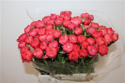 Ran Cloni Ex Fragolino