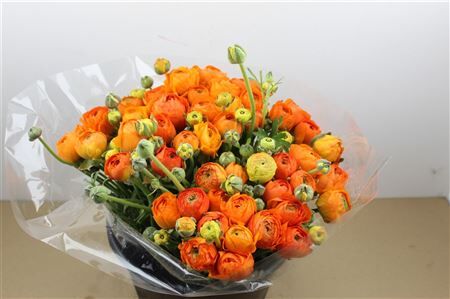 Ran Cloni Ex Mandarino