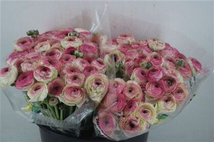 Ran Cloni 1 Felicidade