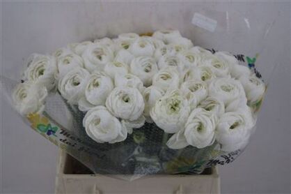 Ran Cloni 1 Wit Cover