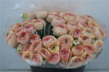 Ran Cloni Sup Touareg Pastel