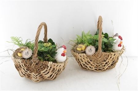 Arr2 Pl Hengsel Mand Met Kip Indoor - Mix