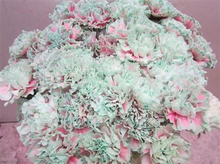 Di St G Bubbelicious