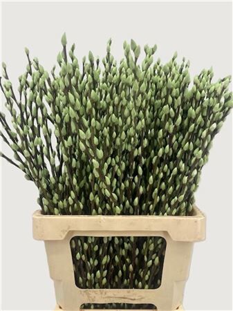 Salix Wilgenkatjes Groen Mint 70cm P Stem