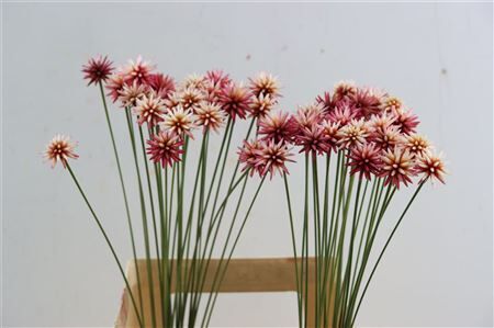 Inirida Flower Summer