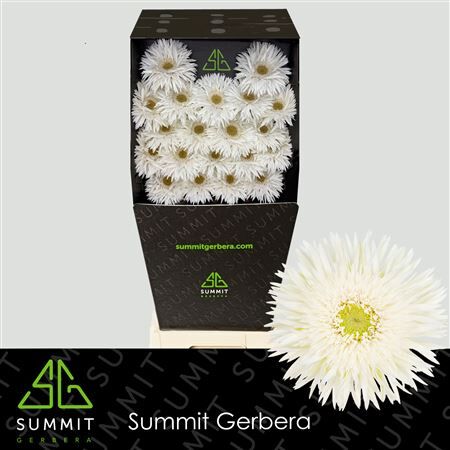 Ge Ms Petit Cyclone+ Diamond