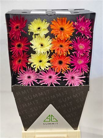 Ge Kv Pastini Gemengd Diamond Diamond