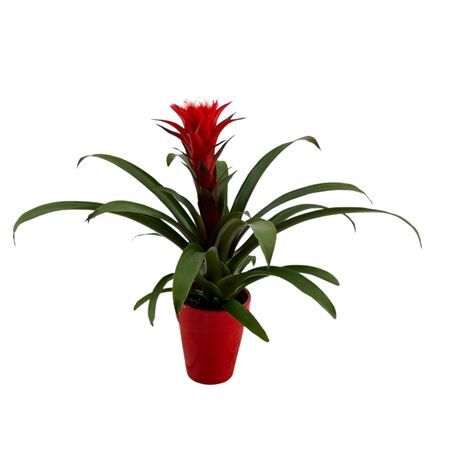 Guzmania Hope In Keramiek