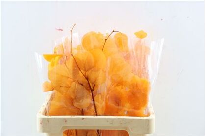 Pres Euca Populus Orange Bunch