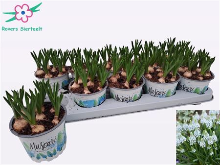 Muscar Manon Licht Blauw