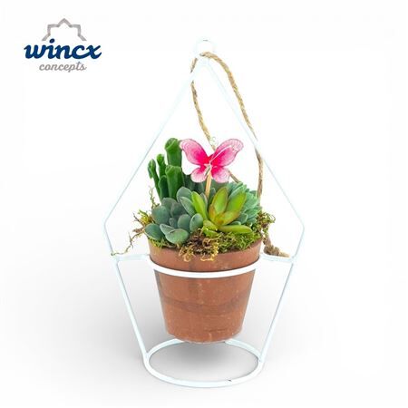 Arr Terravyn Succulents