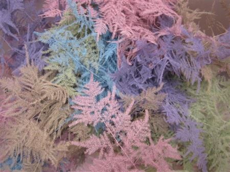 Asp 1e Veer Pastel Mix